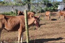 PT.Tatanan Alam Segar Sembelih 15 Ekor Sapi Hewan Qurban