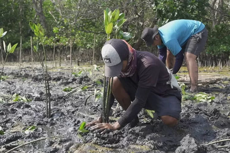 Sumber : LindungiHutan