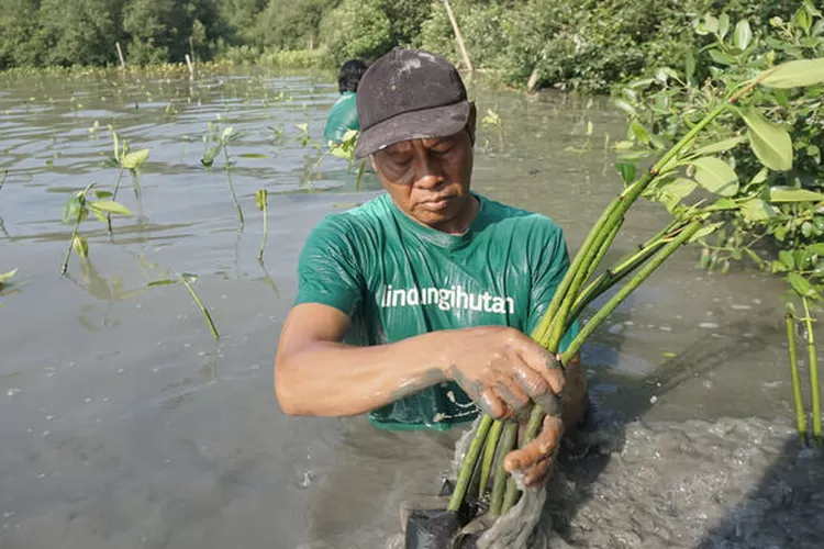 Sumber : LindungiHutan