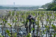 Sumber : LindungiHutan