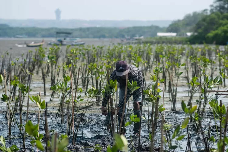 Sumber : LindungiHutan