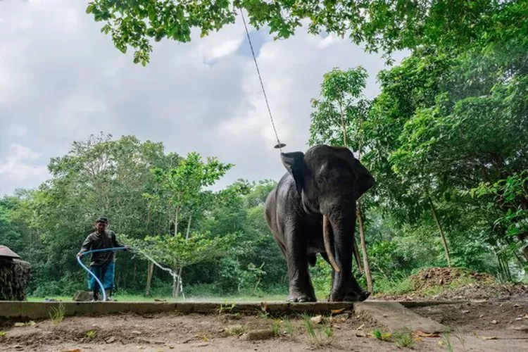 Proyek Gajahlah Method Kambas: LindungiHutan Angkat Isu Konservasi Gajah