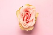 Sumber : Yoona Women