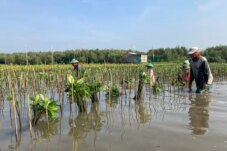 Aksi Tanam Mangrove Selamatkan Pesisir Mangunharjo