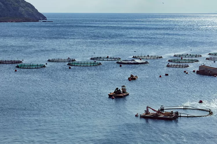 KOLTIVA Bergabung dengan CASS untuk Tingkatkan Ketertelusuran Seafood