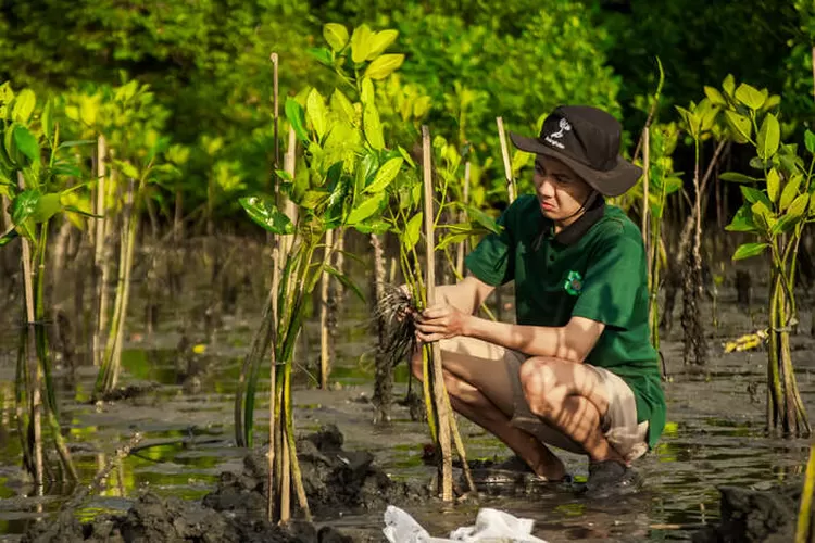 Pelestarian Mangrove di Teluk Benoa oleh LindungiHutan dan Bendega