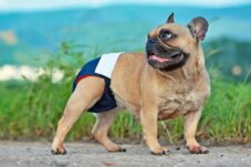 Sumber : Unicharm Pet Indonesia