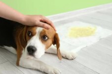 Sumber : Unicharm Pet Indonesia