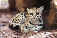 Sumber : Unicharm Pet Indonesia