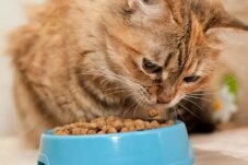 Sumber : Unicharm Pet Indonesia