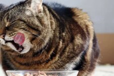 Sumber : Unicharm Pet Indonesia