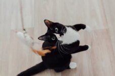 Sumber : Unicharm Pet Indonesia