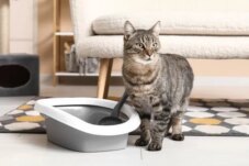 Sumber : Unicharm Pet Indonesia