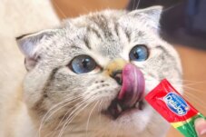 Sumber : Unicharm Pet Indonesia