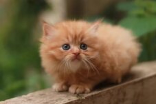 Sumber : Unicharm Pet Indonesia