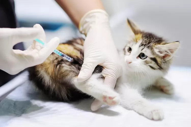 Panduan Pemberian Makanan Kucing Setelah Vaksinasi Panduan Pemberian Makanan Kucing Setelah Vaksinasi