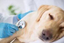 Sumber : Unicharm Pet Indonesia