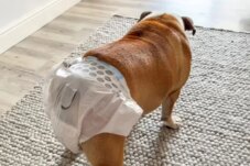 Sumber : Unicharm Pet Indonesia