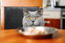 Sumber : Unicharm Pet Indonesia