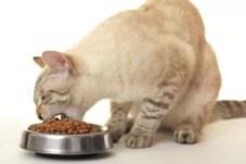 Sumber : Unicharm Pet Indonesia