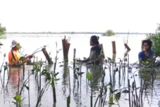 Sumber : LindungiHutan